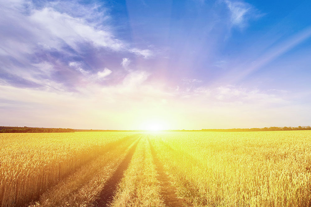 Sunset with cornfield