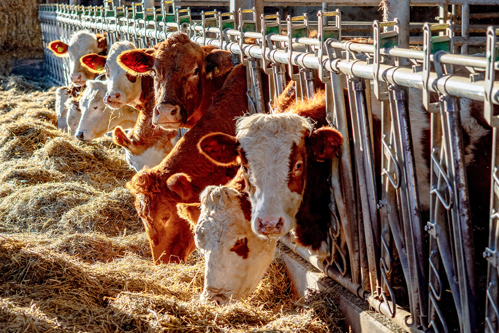 Agricultural businesses