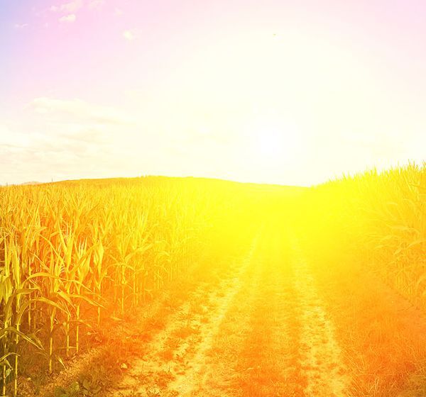 Pflanzenoel Feld mit Sonne